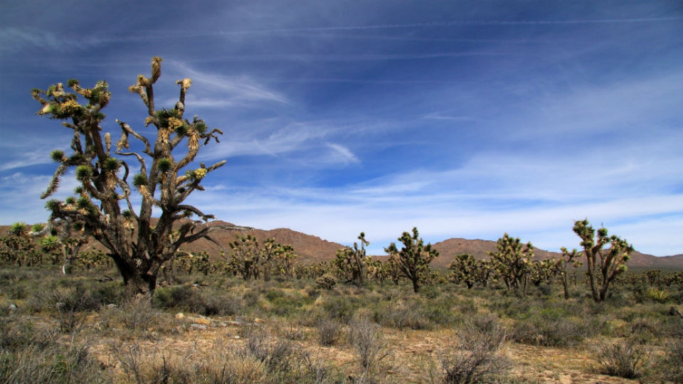 Mojave National Preserve