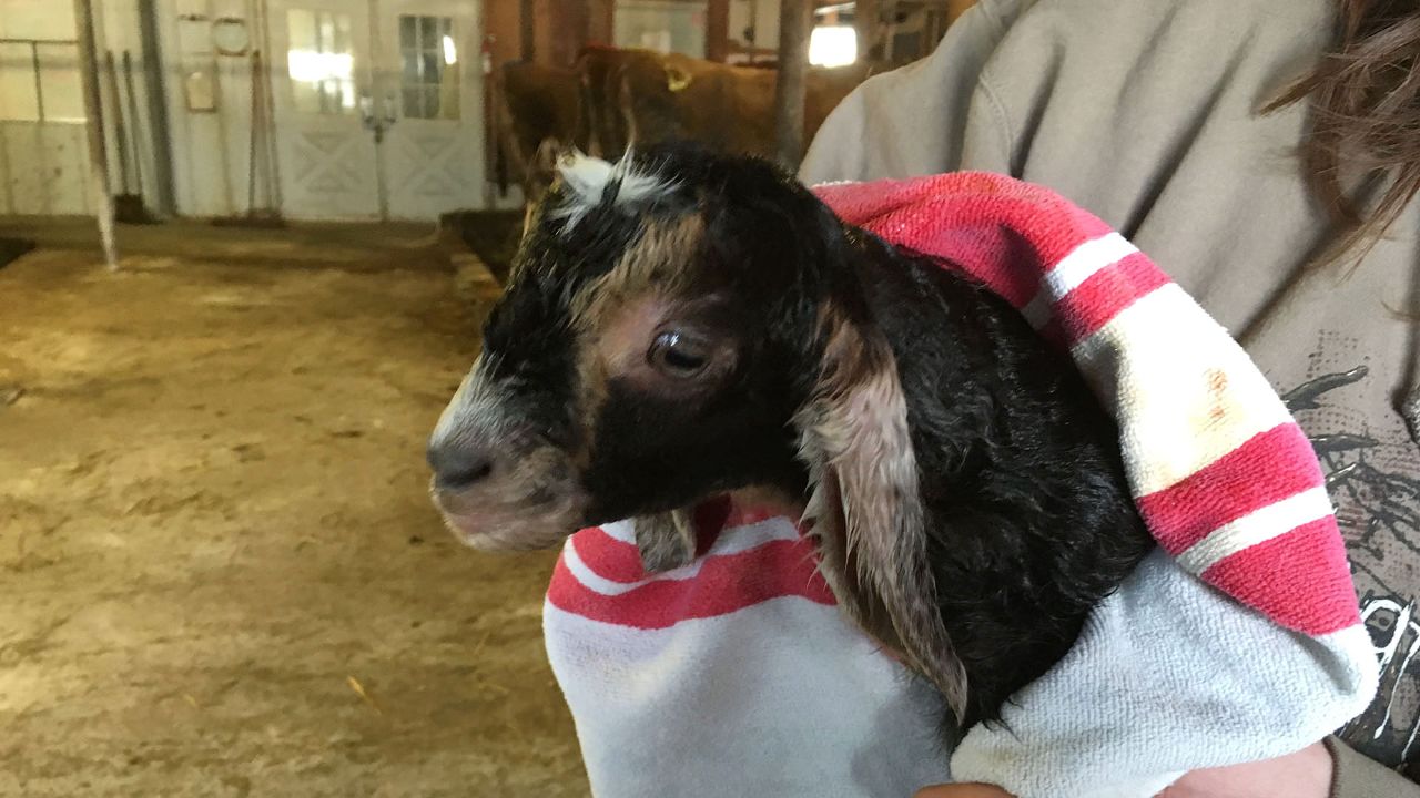  A new goat joins the Sprout Creek family. Photo by Marlene McGuire