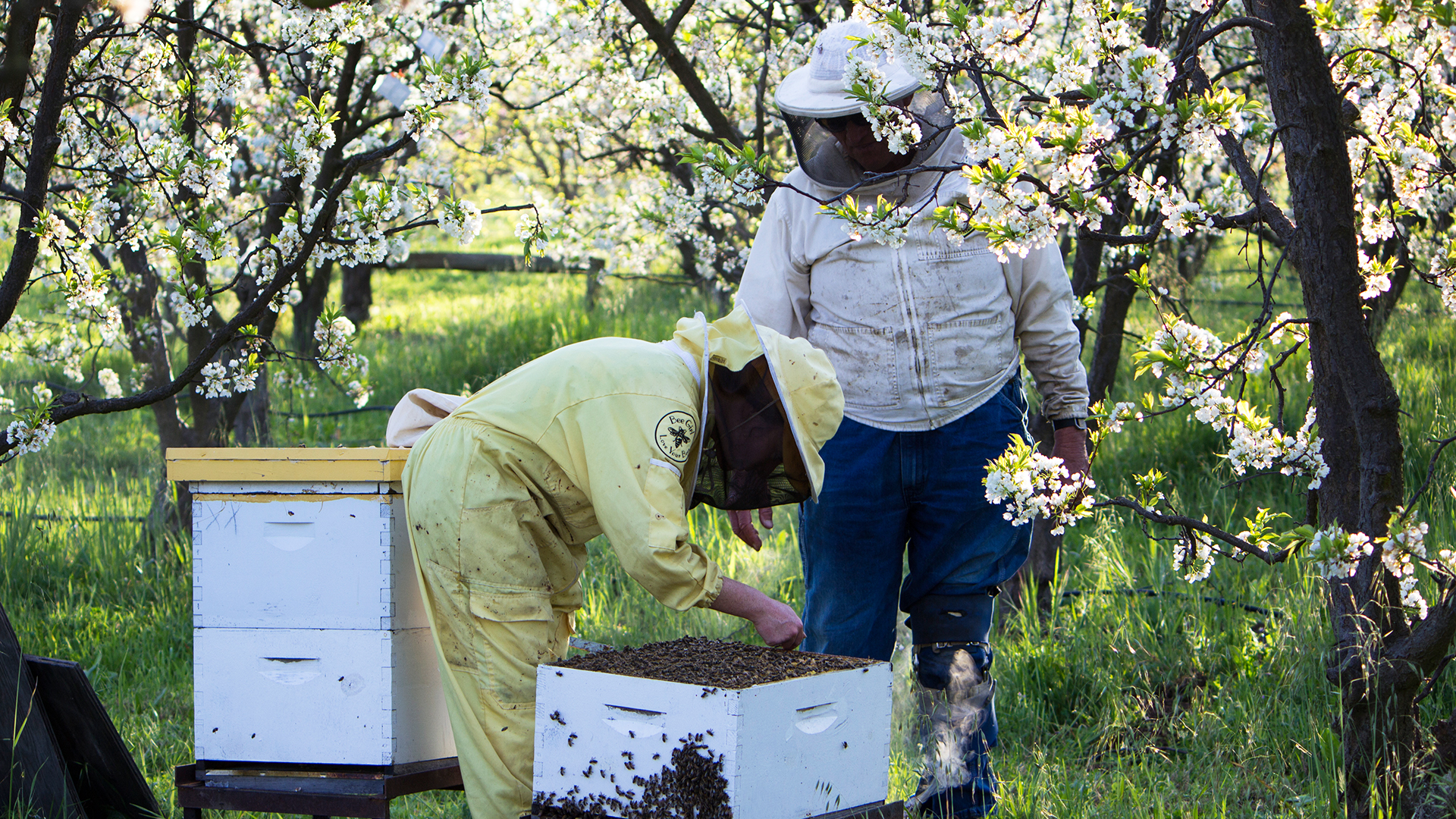 The Bee Journey