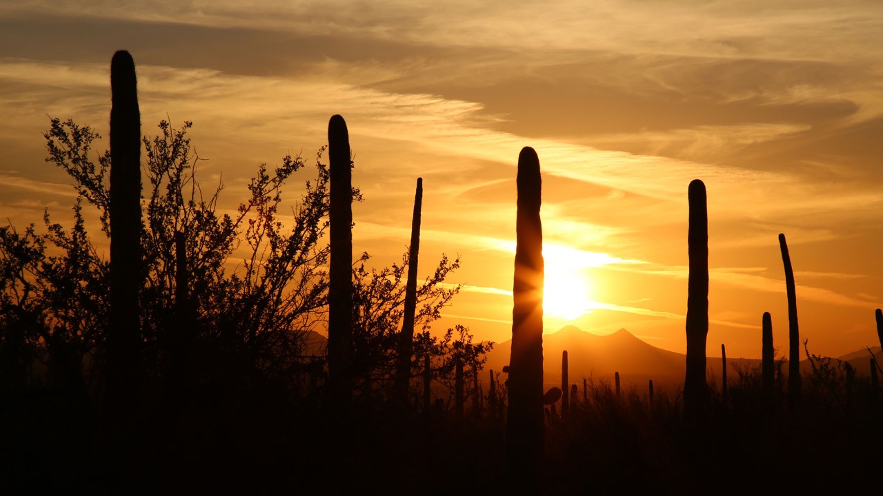 Sunset in Saguaro National Park West